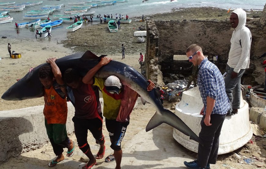 Somali-Shark-scaled-870x555